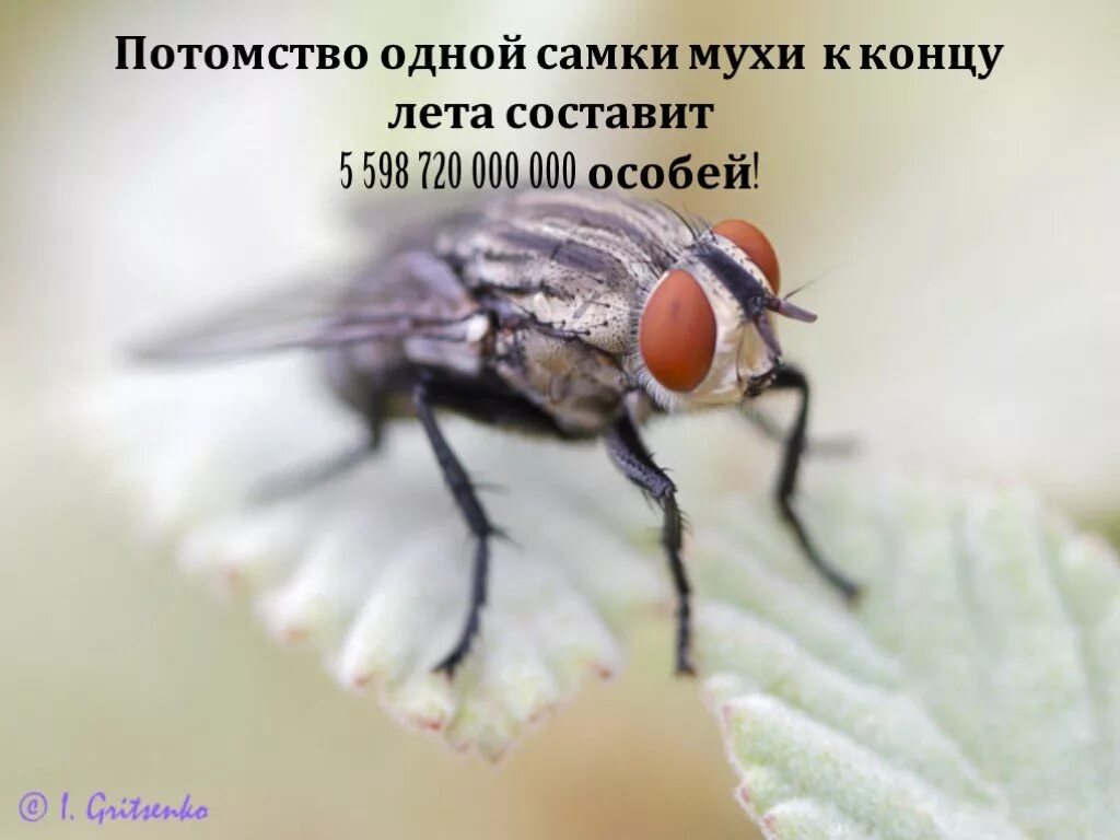 Муха. Самец мухи. Самец мухи название. Самка мухи.