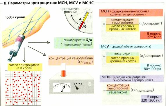 Mcv мсн мснс. Феномен фареуса линдквиста физиология. эритроцитарные параметры. показатели мснс мсн.
