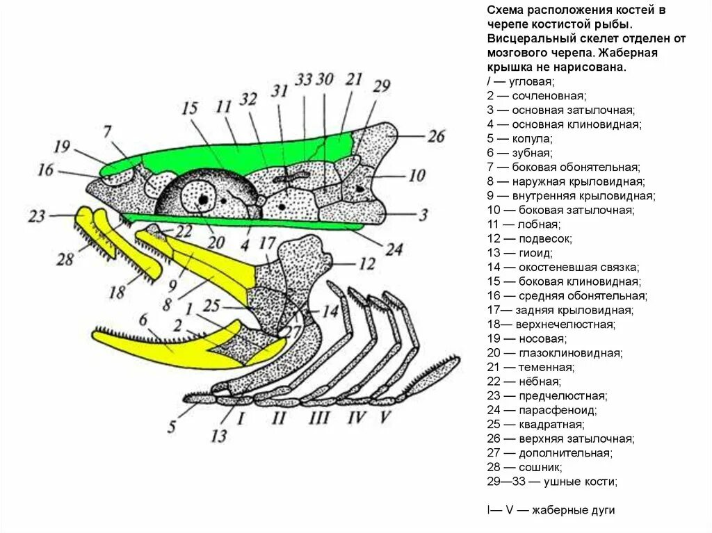 Строение черепа костных рыб. Схема строения черепа костных рыб. Висцеральный череп костной рыбы строение. Строение черепа костистой рыбы.