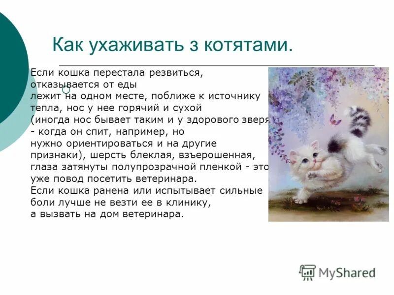 Котенку месяц как ухаживать. Как ухаживать за котиками. Как ухаживать за котенком. Как ухаживать за ктеанктой. Как надо ухаживать за котятами.