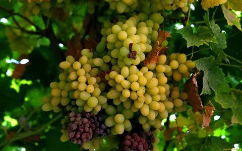 Виноград grapes