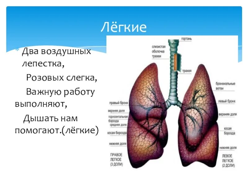 Легкими в несколько раз
