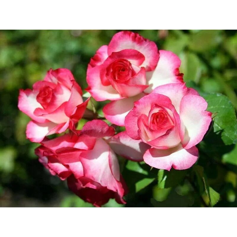 Николь роуз фото голая. Роза мадам николь. Роза николь кальфан. Роза николь. Роза чайно-гибридная николь.