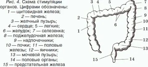 Толстый кишечник рисунок