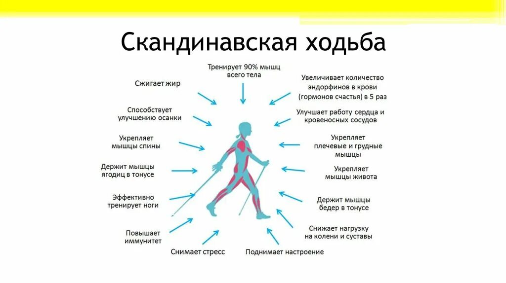 Как ходьба влияет на организм. Влияние скандинавской ходьбы на организм человека. скандинавская ходьба мышцы. скандинавская ходьба польза. скандинавская ходьба схема.