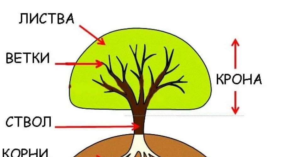 3 корня 1 ствол. Корень ствол крона. Строение дерева схема для детей. Части дерева для дошкольников. Строение дерева для детей.