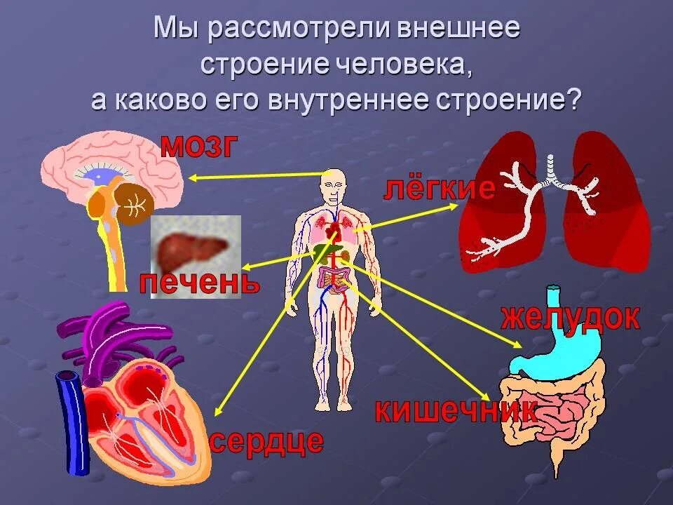 Органы человека и страны. Строение человека. Строение тела человека. Внутреннее строение челове. Внутреннеестроениее человека.