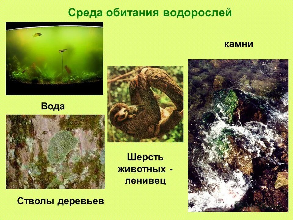 Фукус среда обитания водная. Среда обитания водорослей. Среда жизни водорослей. Местообитание водорослей. Водная среда обитания водоросли.