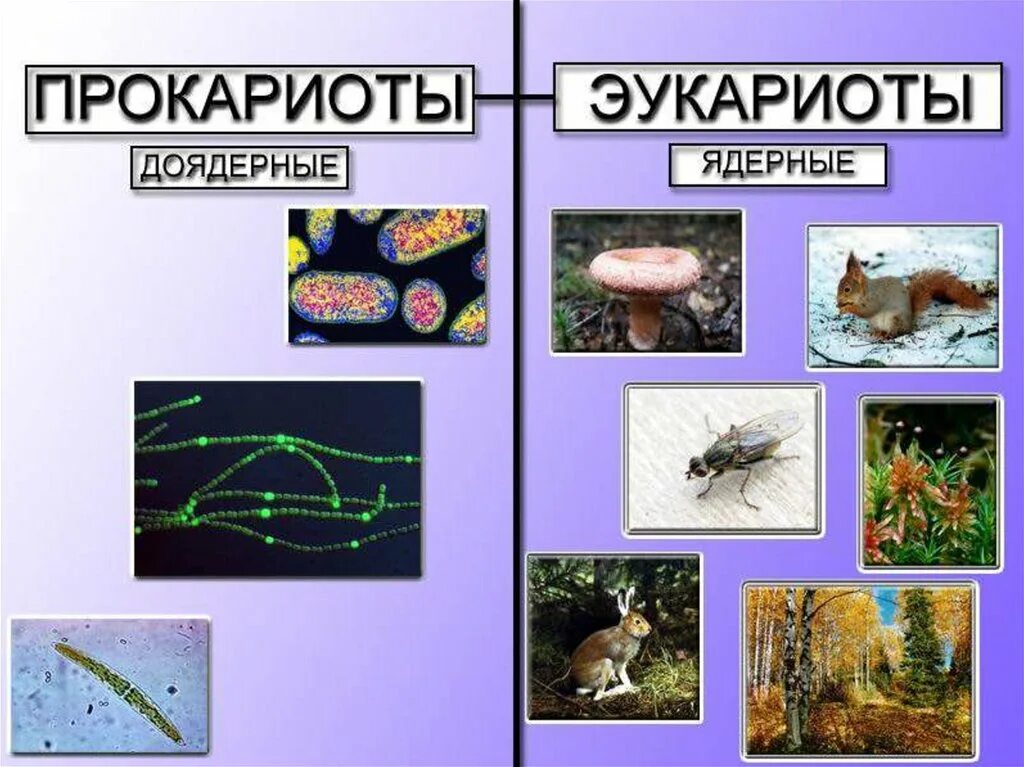 Прокариоты представители. Эокаритоты и прокариоты. Доядерные прокариоты. Доядерные организмы. Прокариоты примеры.