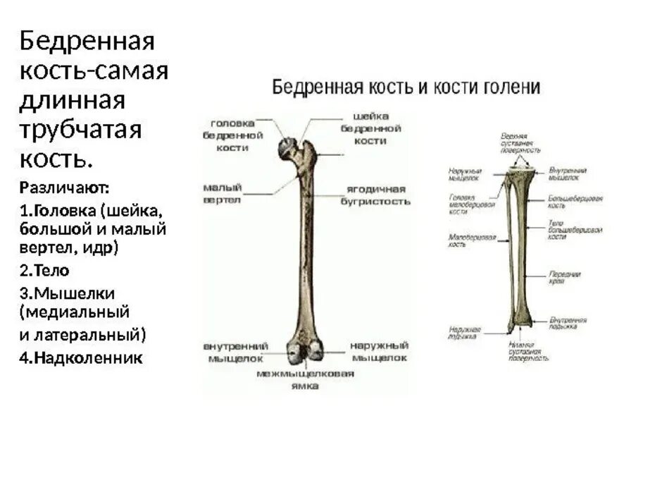 Какие кости самые крепкие. Бедренная кость анатомия строение. Вертел бедренной кости анатомия. Части длинных трубчатых костей бедренная кость. Строение бедренной кости медунивер.