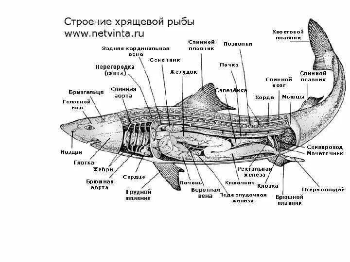 Внешнее строение акулы и ската. Пищеварительная система хрящевых рыб схема. анатомия пищеварительной системы акулы. скаты хрящевые рыбы строение. половая система хрящевых рыб схема.