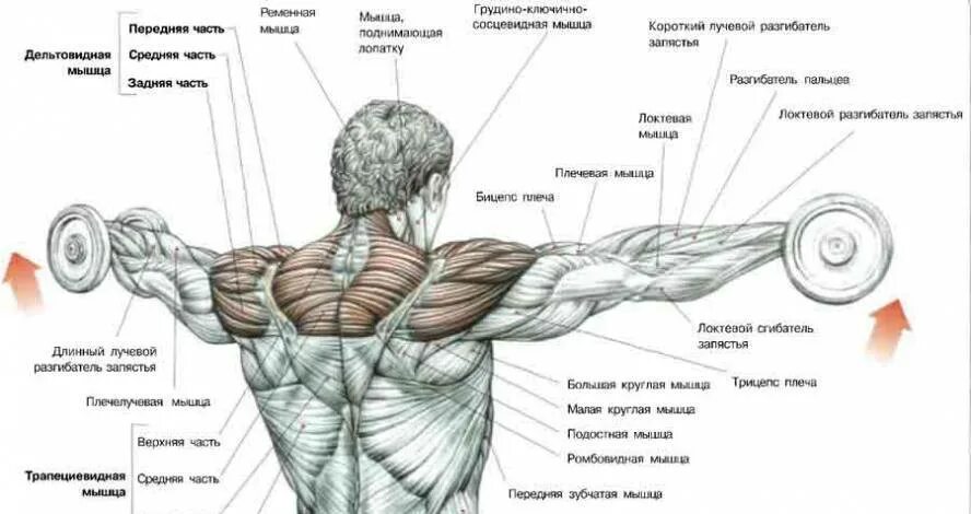 Передняя дельта с гантелями. Махи руками с гантелями. Упражнения на дельты с гантелями. Упражнения на плечи. Упражнение махи гантелями в стороны.