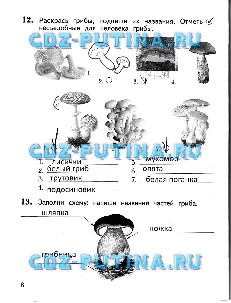 Тест 2 класс окружающий мир виноградова. Виноградова окружающий мир 2 класс рабочая тетрадь Виноградова. Окружающий мир грибы 2 класс рабочая тетрадь Виноградова. Виноградова 2 класс окружающий мир рабочая тетрадь 2 грибы. Рабочая тетрадь по окружающему миру 2 класс Виноградова ответы часть.