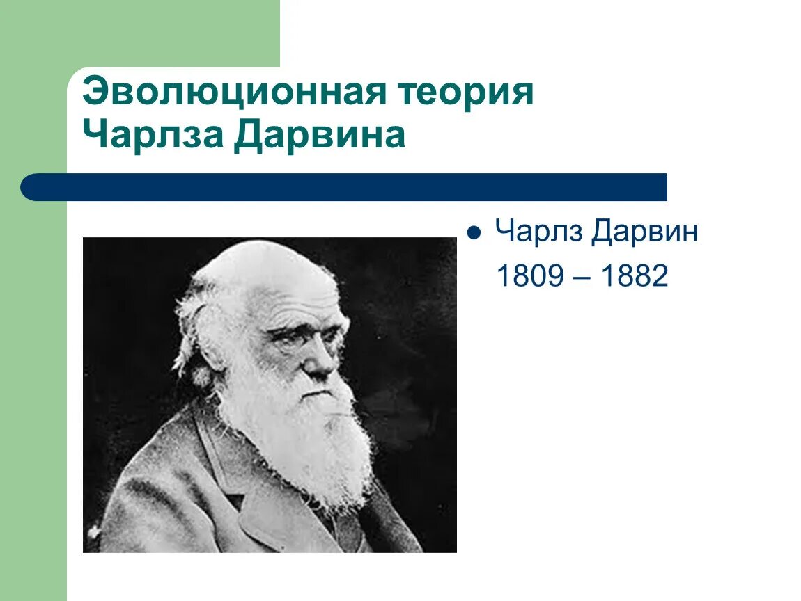 Утверждения теории дарвина. Эволюционная теория. Чарлз Дарвин эволюционные теории. Эволюционная теория Дарвина.