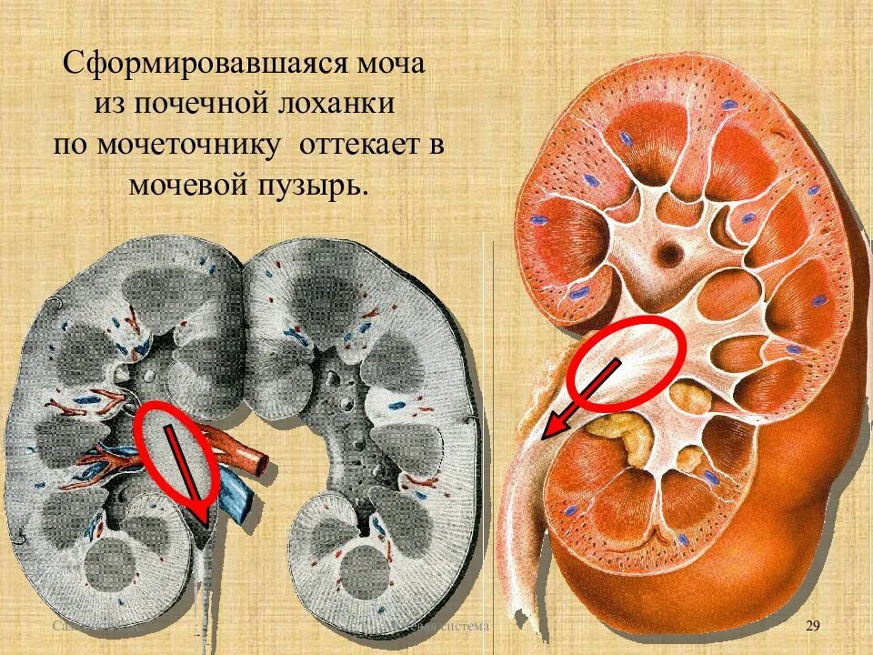 Лоханка находится. Лоханка анатомия. Лоханка почки и мочевой пузырь. Почечная лоханка. Почечная лоханка и мочеточник.