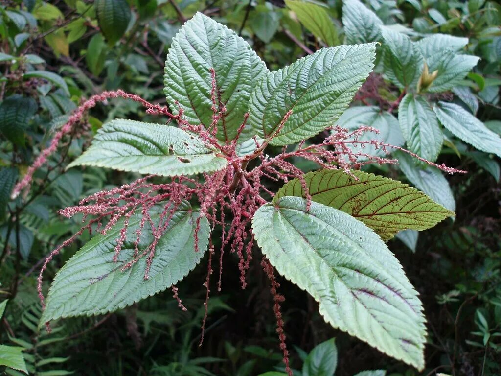 Крапива двудомная (urticadioical. Крапива шариконосная (urtica pilulifera). Крапива рами. Конопляная крапива. Рами бомерия белоснежная.