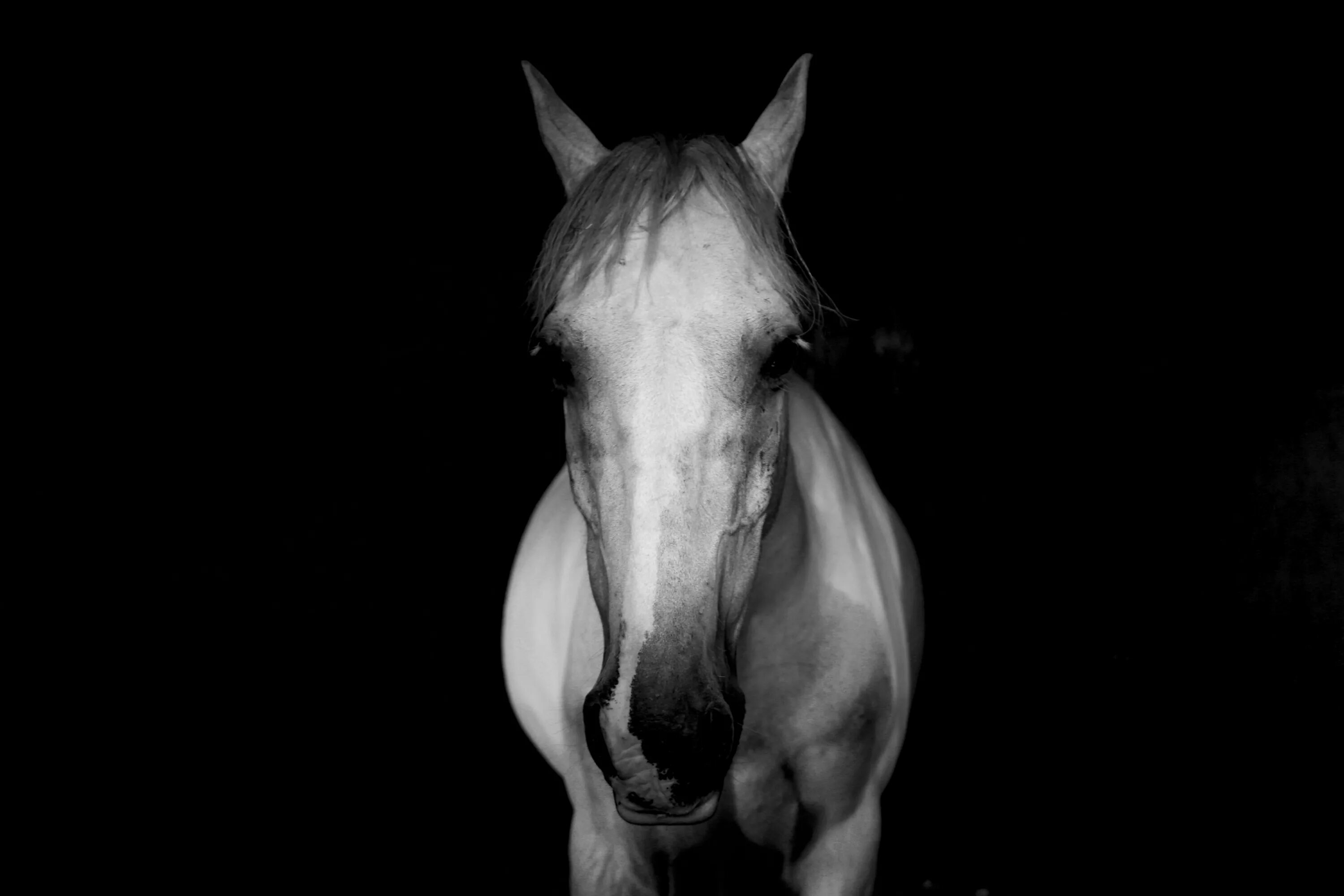 Лошадь в темноте. Конь на черном фоне. Белая лошадь на черном фоне. Лошадь на темном фоне. Белый конь на черном фоне.