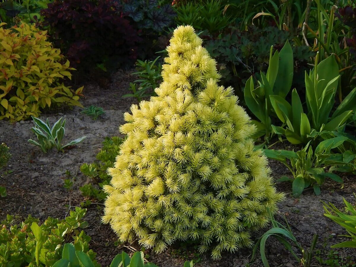 Ель канадская Коника Дейзи Уайт. Ель канадская Дейзи Вайт (Picea glauca Daisy's White). Ель сизая канадская Picea glauca. Ель канадская Picea glauca Дейзи Уайт. Коника весной