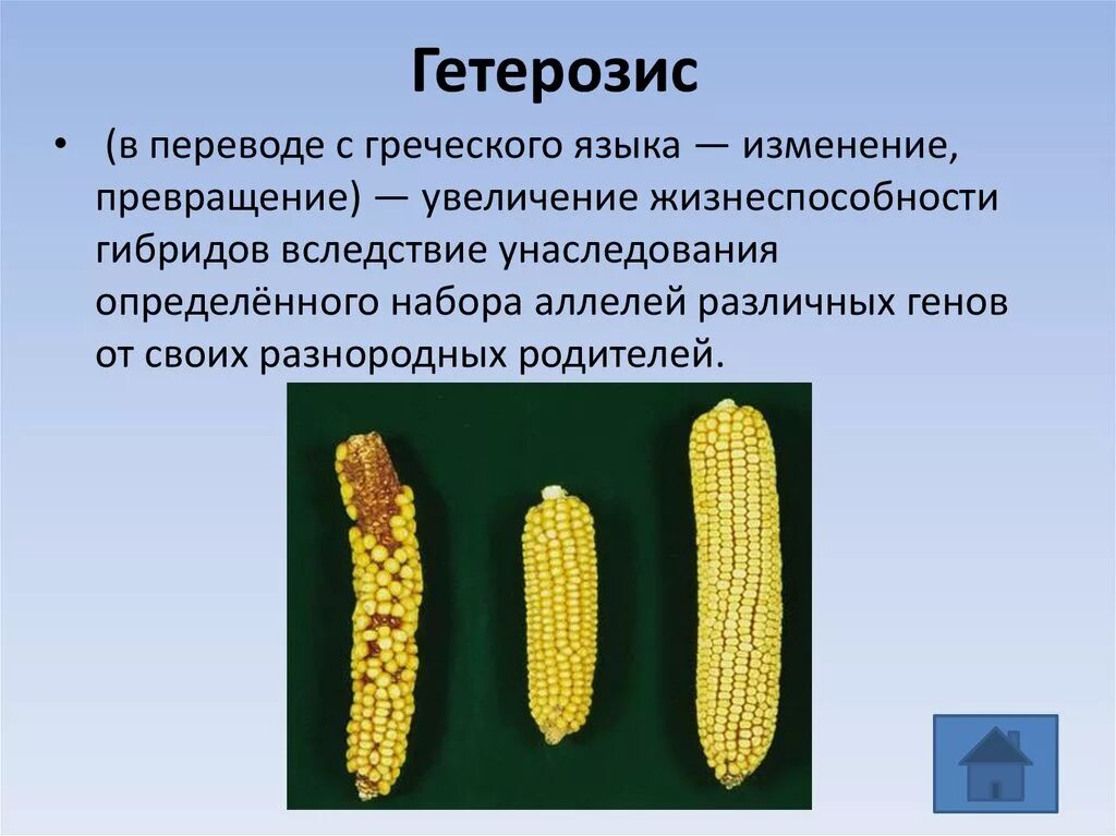 Гетерозис кукурузы аутбридинг. Селекции растений гетерозис мутационная. Инбридинг аутбридинг гетерозис. Гибридизация гетерозис.
