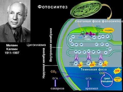 Фотосинтез 9 класс биология презентация