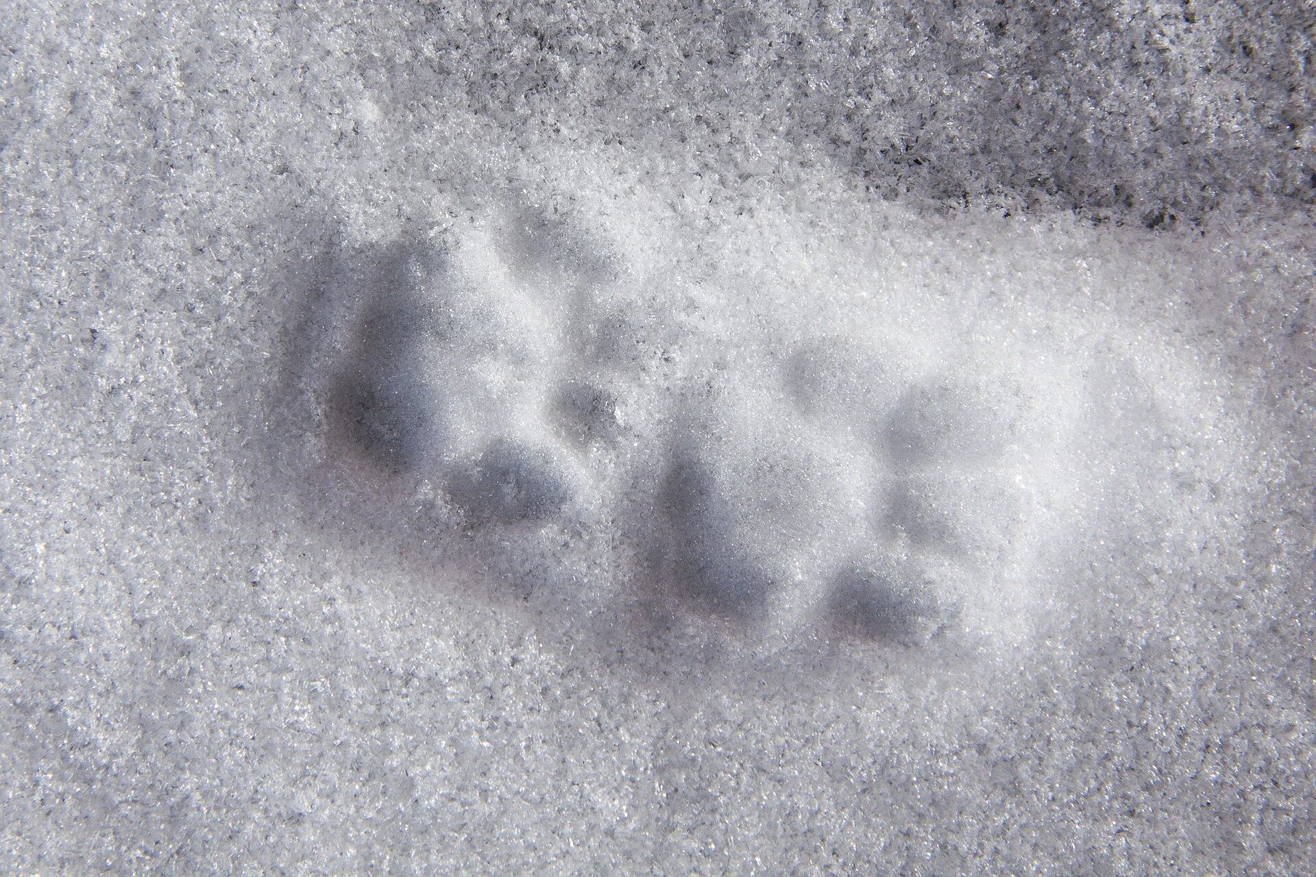 Следы кота на снегу. Кошачьи лапы на снегу. След кошачьей лапы на снегу. Следы кошачьих лапок на снегу. Лапка на снегу