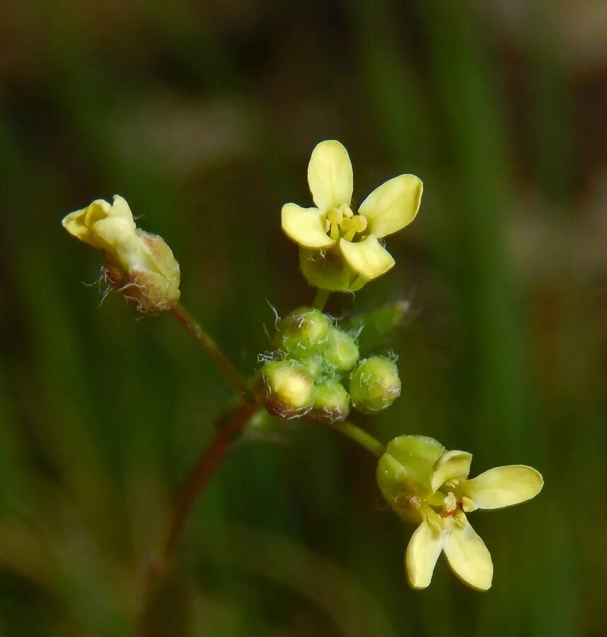 Трава Рыжик посевной. Camelina microcarpa. Рыжик волосистый. Рыжик мелкоплодный.