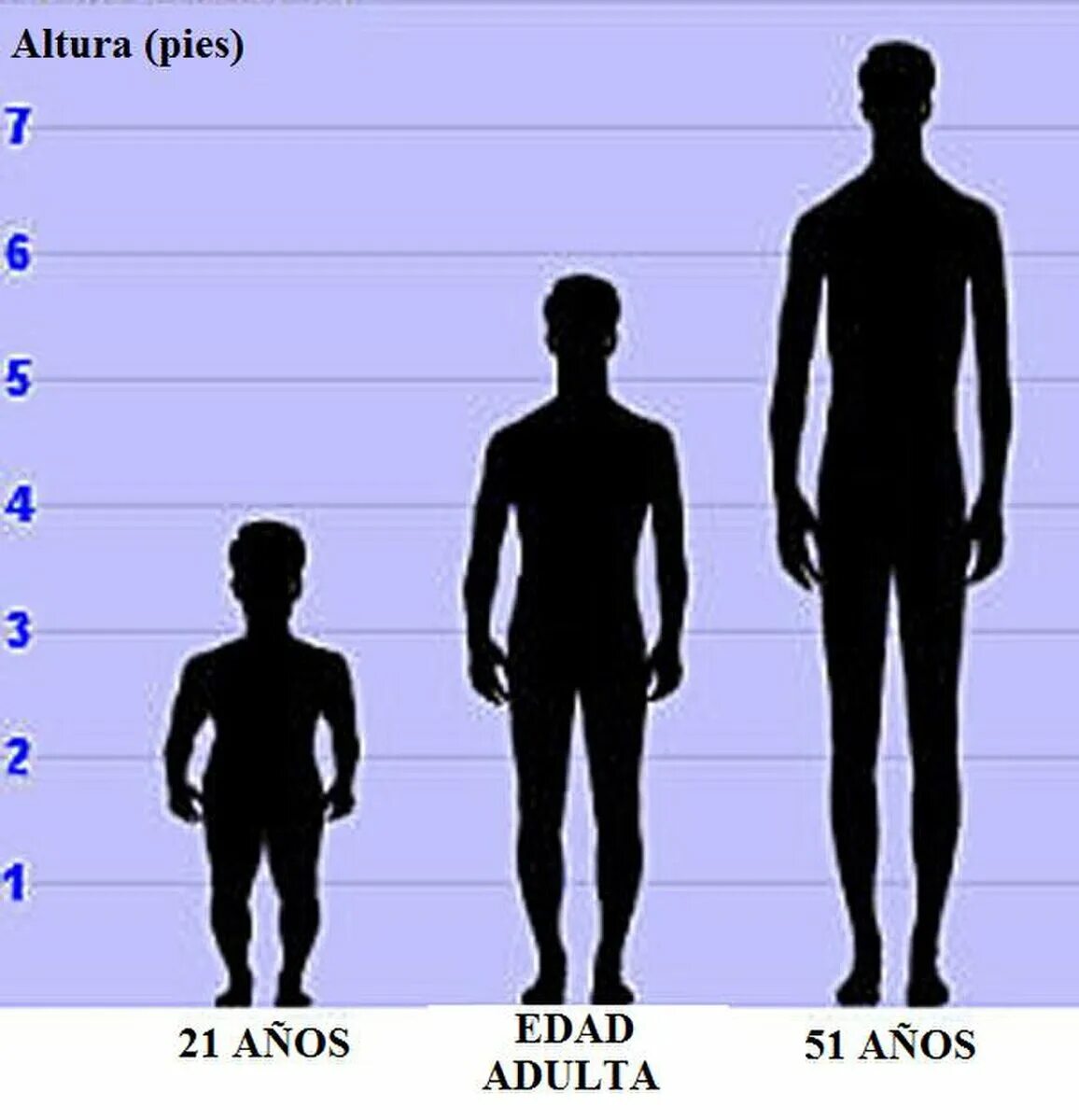 Средний рост. Человек среднего роста. Height changes