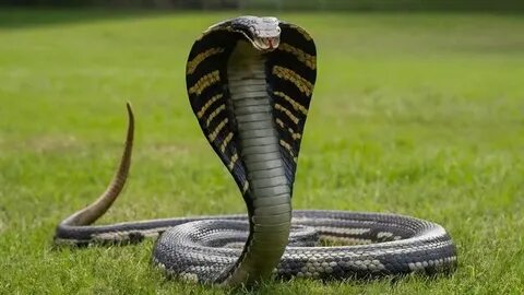 Порно жігіт дәрігерге көрінуге келді