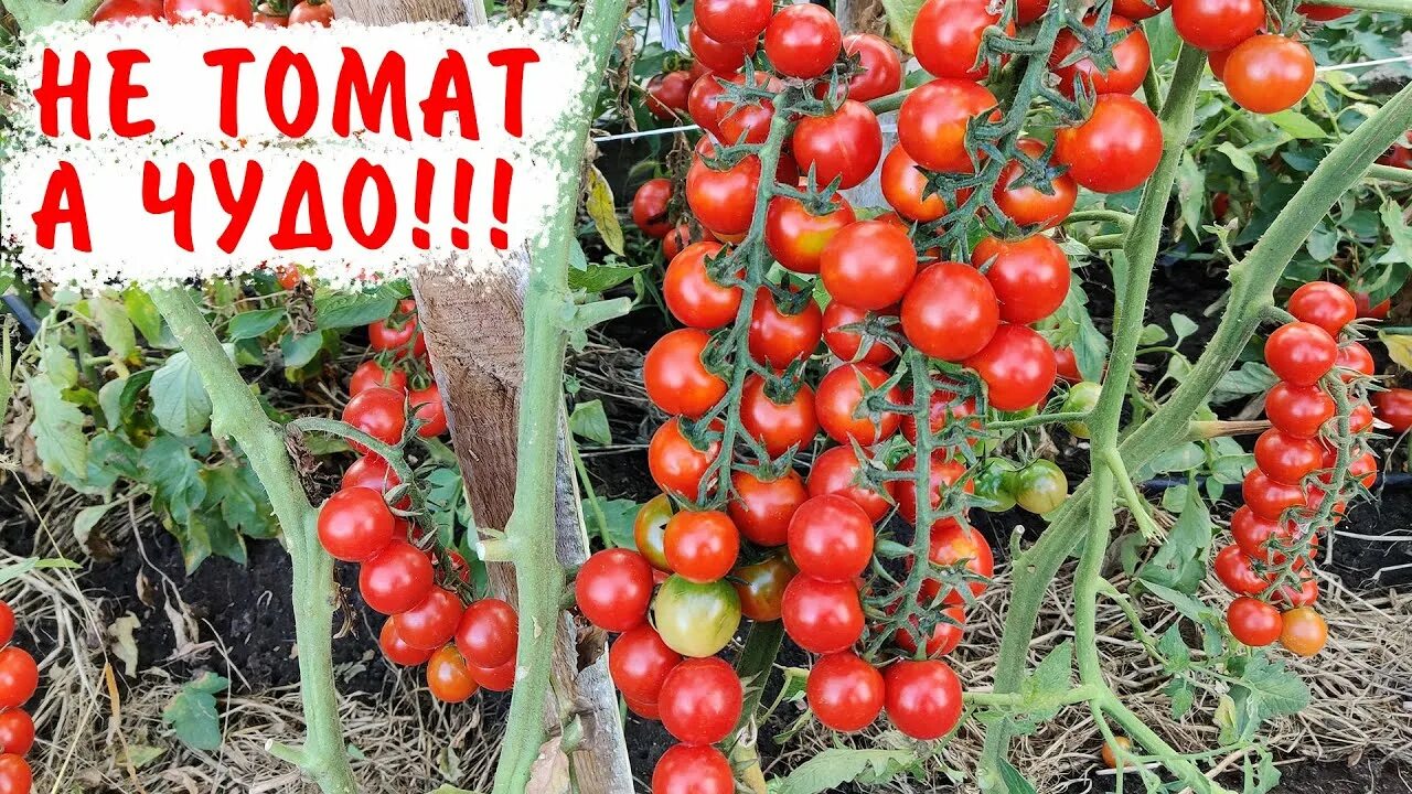 Урожайные сорта вкусных томатов