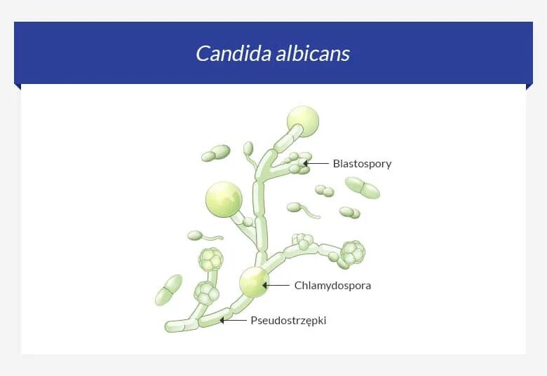 Грибы candida albicans. Строение грибов рода Candida albicans. Кандида альбиканс строение.