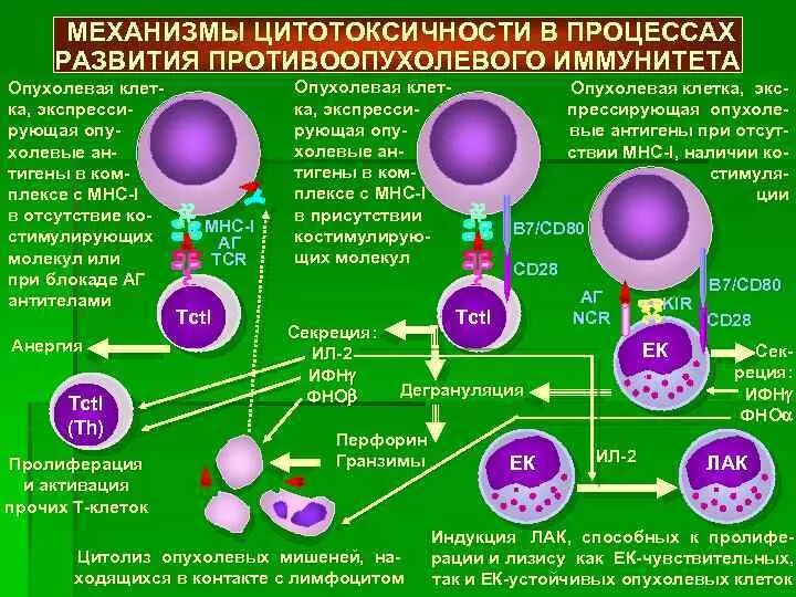 Супрессия иммунного ответа. Схема противоопухолевого иммунного ответа. Механизмы противоопухолевого иммунитета иммунология. Механизм противоопухолевого иммунитета схема. Механизм клеточного иммунного ответа иммунология.