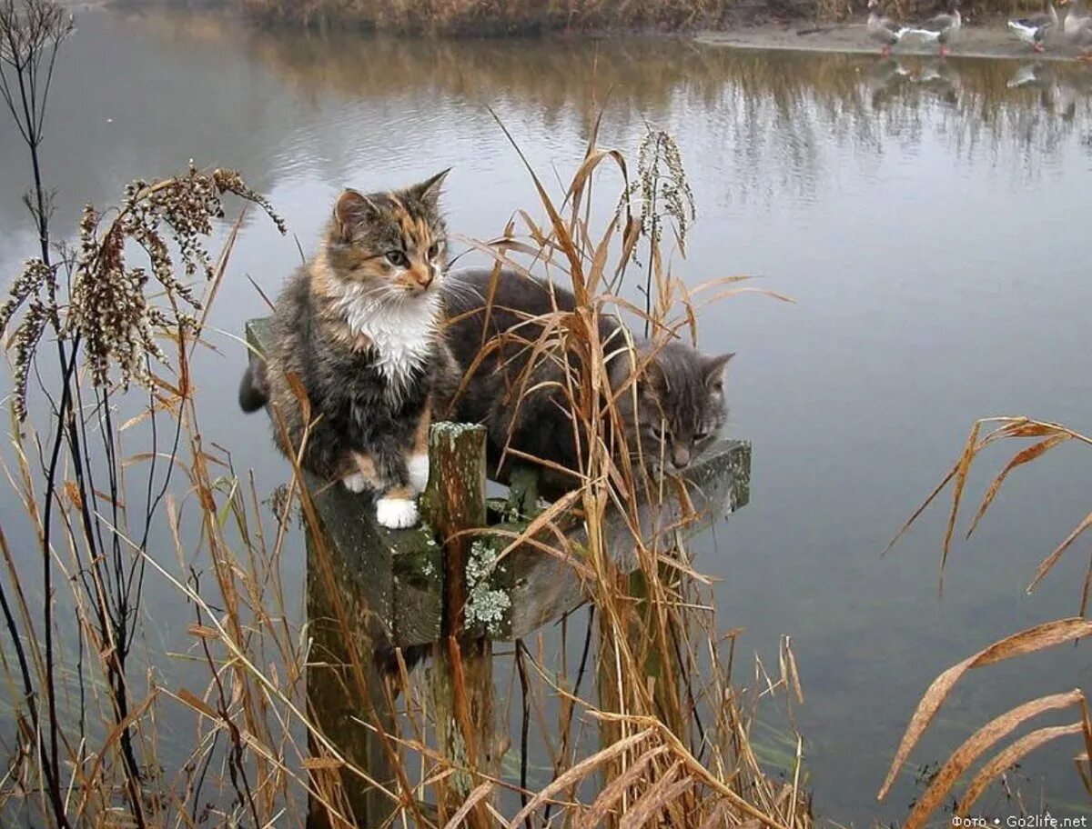 Жадно ловлю. Кот Рыбак. Кошка у реки. Кот на рыбалке. Кошка для рыбалки.