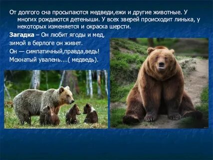 Продолжительность жизни медведя