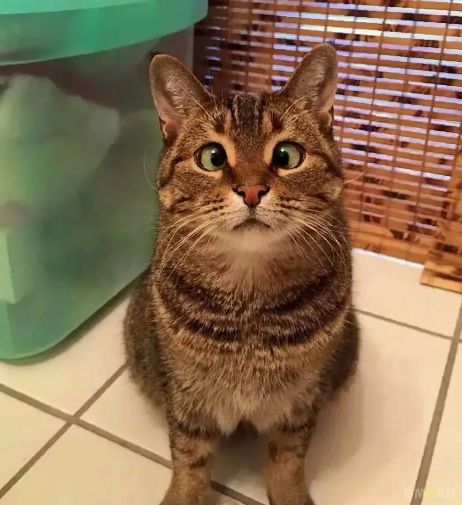 Покажи смешные фотки котиков. Веселый кот. Покажи смешные фотки котиков. Кошка с высунутым языком. Кошка с высунутым языком.