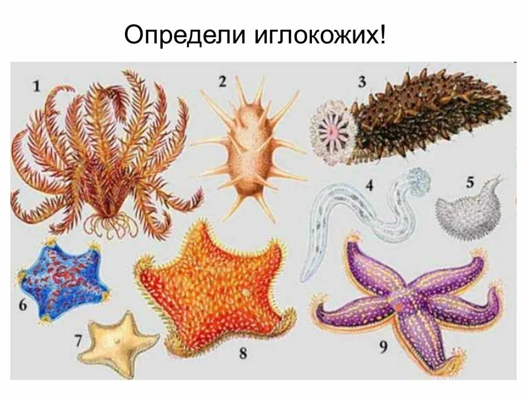 Морские звезды биология