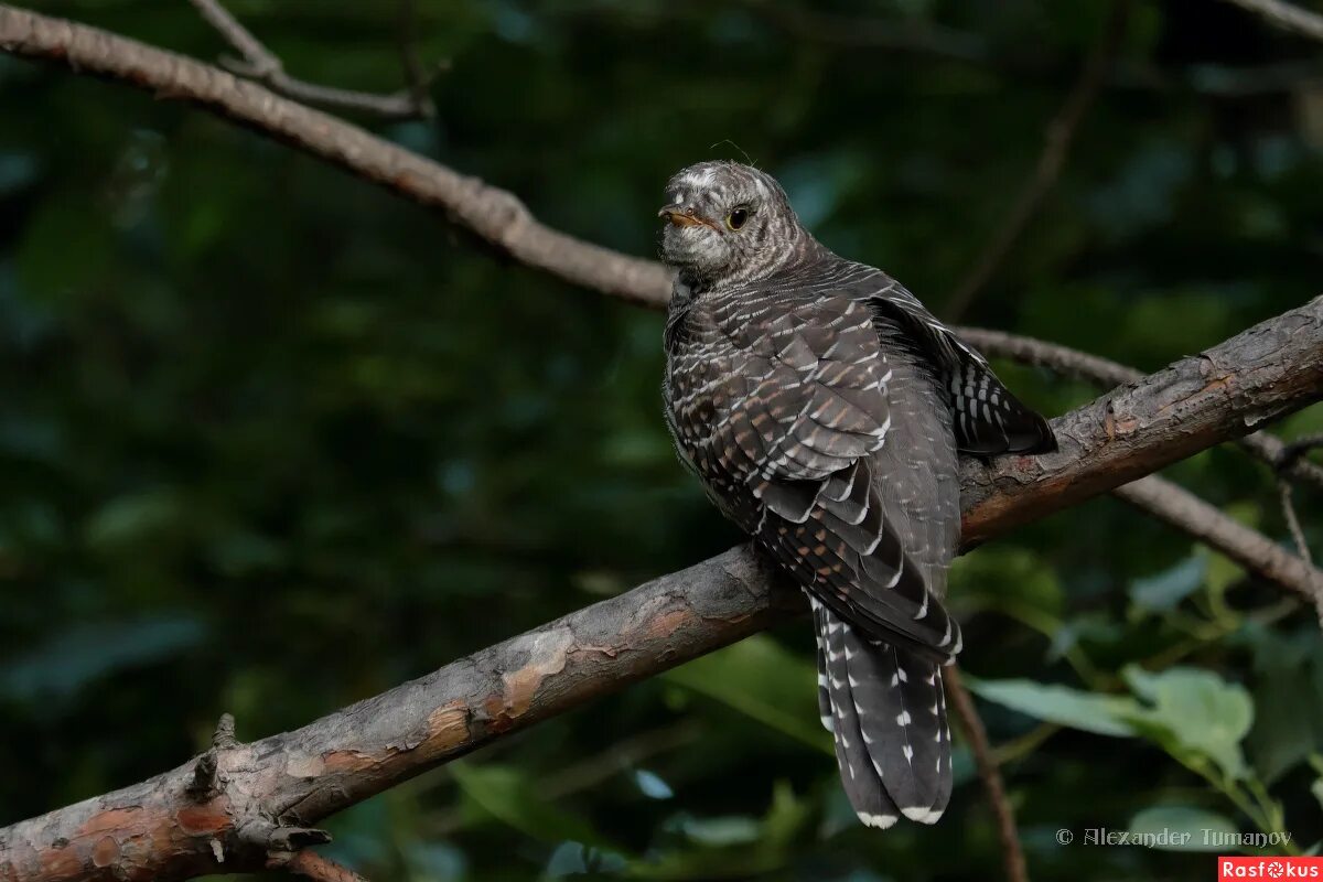 Лесные птицы кукушка. Обыкновенная кукушка. Карнавал животных сен санс кукушка в глубине леса. Кукушка в свердловской области. Сен-санс карнавал животных кукушка.
