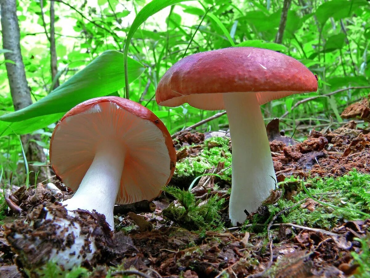 Сыроежка жгучеедкая. Грибы Russula emetica. Гриб сыроежка жгучеедкая. Сыроежка Боровая.