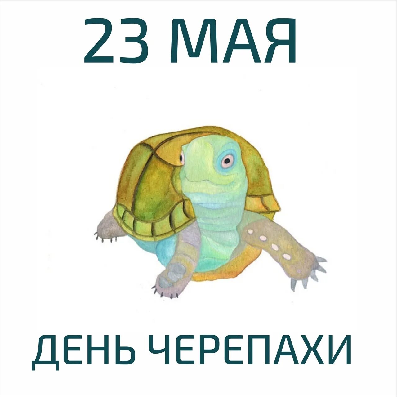 23 мая 2023 г. 23 Мая день черепах. 23 Мая день черепахи праздник Всемирный. День черепахи 23 мая 2022. 23 Мая праздник день черепахи.