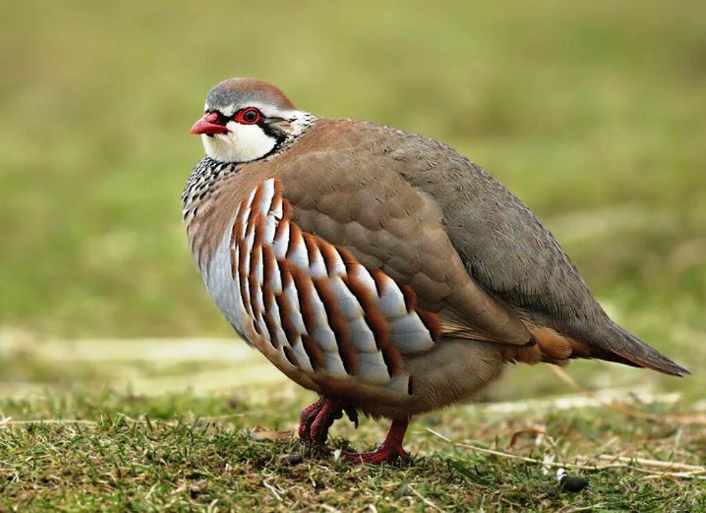 Горная курица. Chukar Partridge. Каменная куропатка Alectoris Graeca. Птичка кеклик. Горные куропатки кеклики.