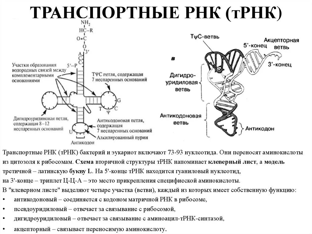 Третичная структура ТРНК. Клеверный лист ТРНК. Т РНК. Акцепторный конец ТРНК.