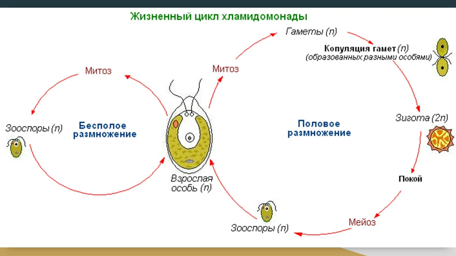 Схема жизненного цикла растения гаметы. Жизненный цикл бесполого и полового размножения. Жизненный цикл бесполое и половое размножение. Жизненный цикл бесполого размножения и полового размножения. Жизненный цикл хламидомонады и улотрикса.