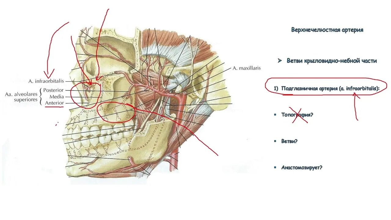 A maxillaris. Нижнечелюстная артерия топография. Верхнечелюстная артерия ветви схема. Анатомия нижнечелюстной нерв и артерия. Подглазничный нерв анатомия.