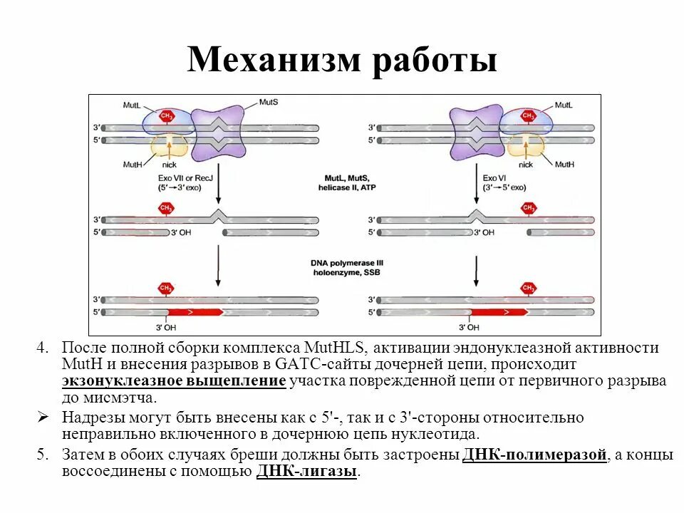 Осуществляется днк полимеразой. Экзонуклеазная активность днк полимеразы. эндонуклеазной активность. мисмэтч репарация днк. эндонуклеазная и экзонуклеазная активность.