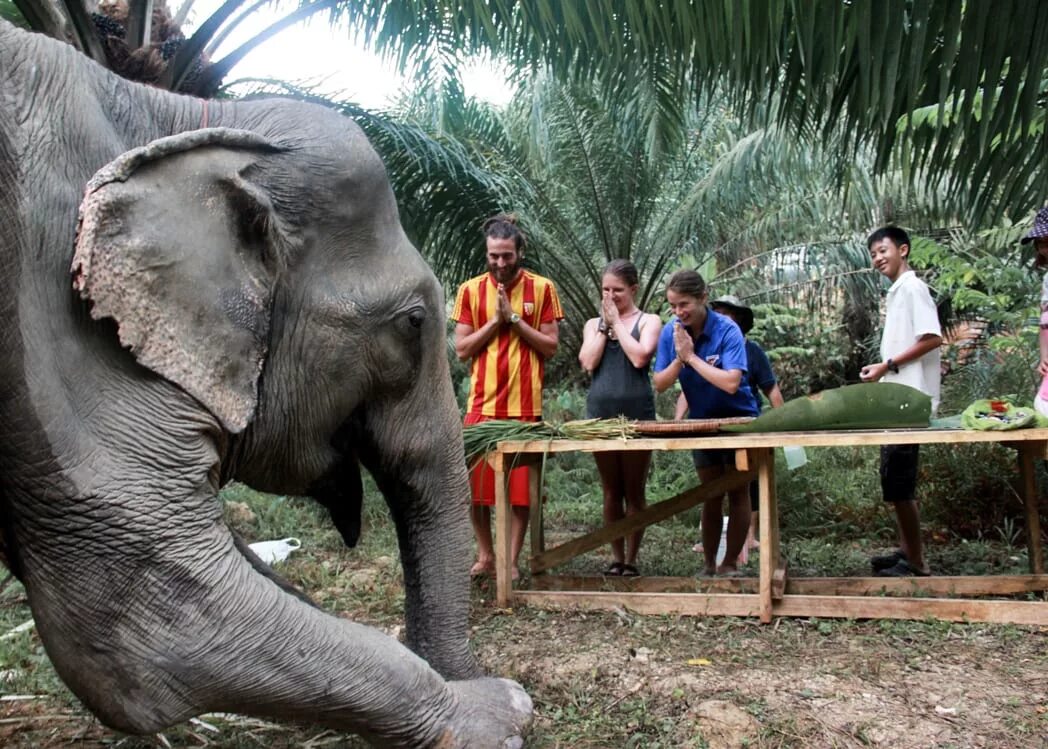 Слоны на Пхукете. Убежище слонов Пхукет. Таиланд Слоновий парк. Phuket Elephant Care парк. Elephant пхукет