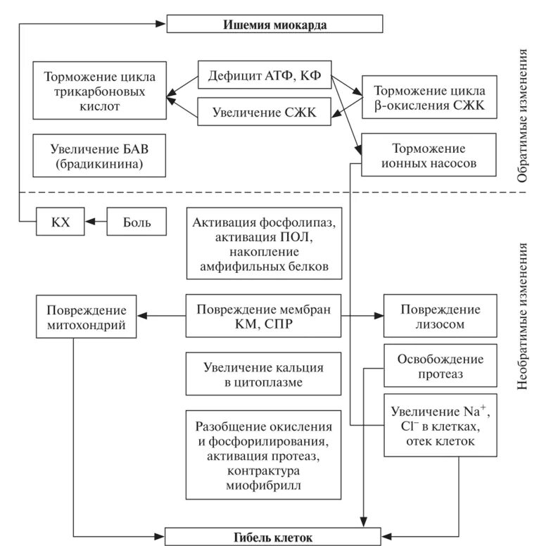 Механизмы развития ишемии. Патогенез ишемического повреждения. Механизмы развития ишемического повреждения миокарда. Механизм развития i стадии ишемического повреждения миокарда.. Механизм развития 3 стадии ишемического повреждения миокарда.