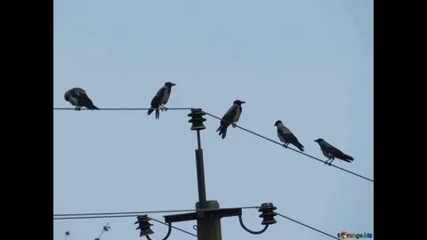 Ворона сидит на проводах