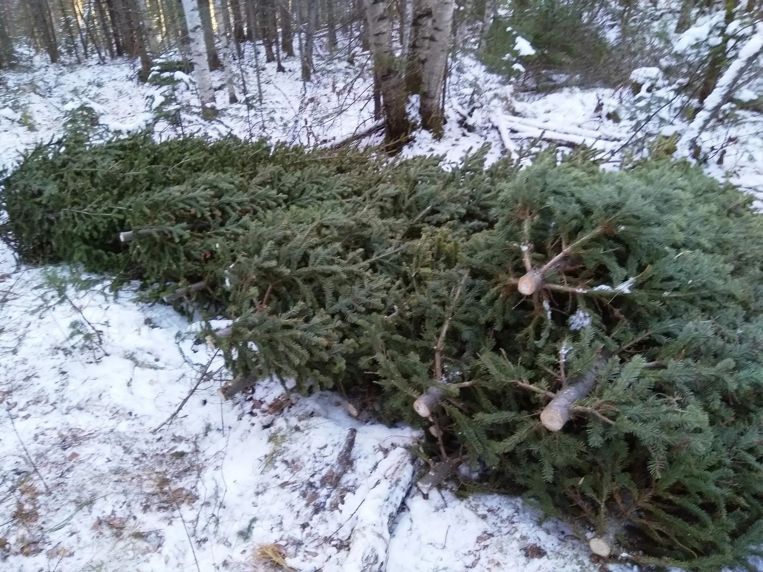 Хвойные войны. Вырубка елей. Рубка елок. Рубка елей. Срубленная ель.