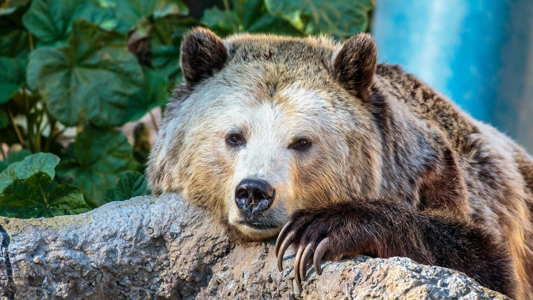 Бурый медведь приспособления. Медведь Гризли. Бурый медведь.