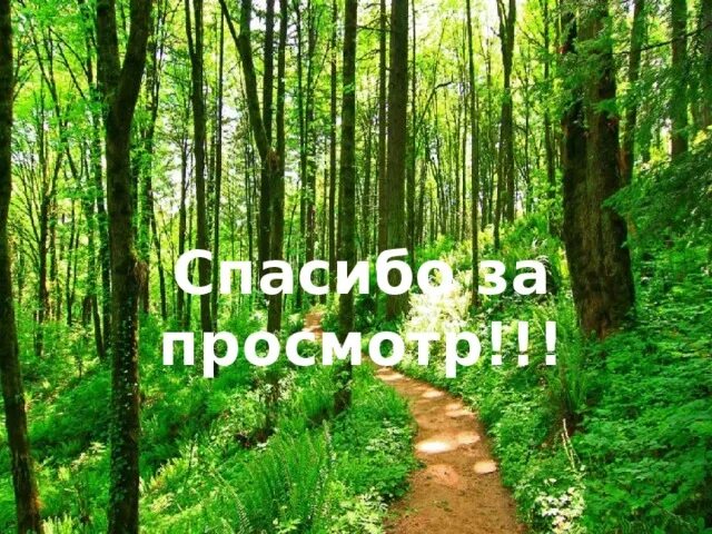 Какие звуки в лесу. Проекты звуки леса. звуки леса интересные факты. стих на тему звуки леса. звуки леса 1 класс окружающий мир.