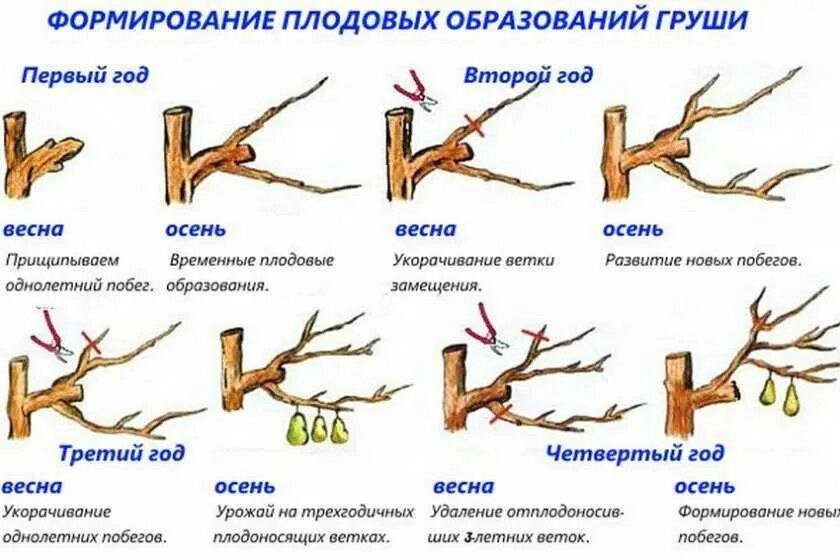 Когда можно делать обрезки деревьев. Обрезка груши весной как обрезать дерево правильно. Схема подрезки плодовых деревьев. Схема обрезки плодовых деревьев осенью. Обрезка плодовых деревьев весной груша.